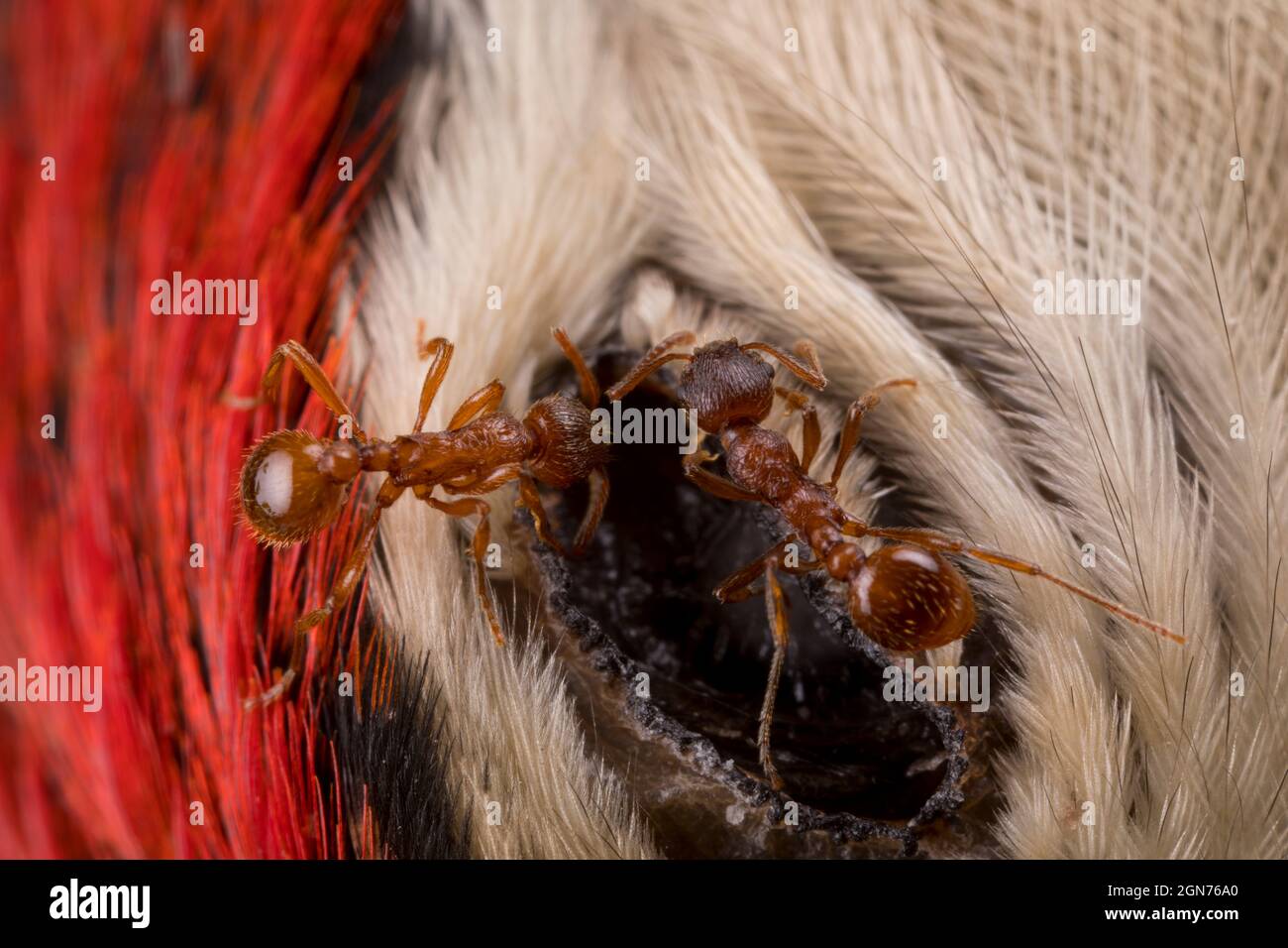 Red Ants (Myrmica rubra) workers feeding on the eye of a dead great spotted woodpecker (Dendrocopos major). Powys, Wales. July. Stock Photo