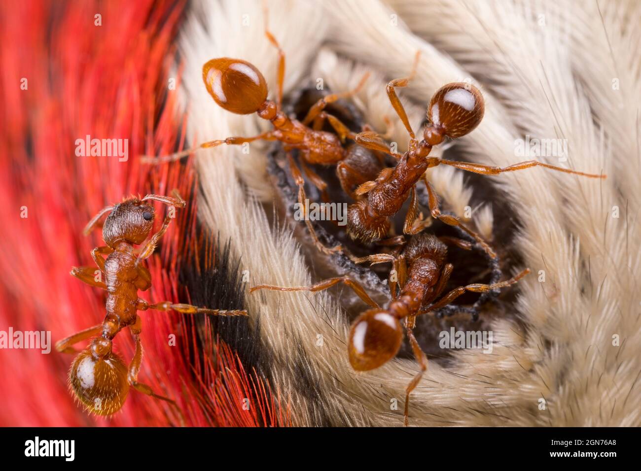 Red Ants (Myrmica rubra) workers feeding on the eye of a dead great spotted woodpecker (Dendrocopos major). Powys, Wales. July. Stock Photo