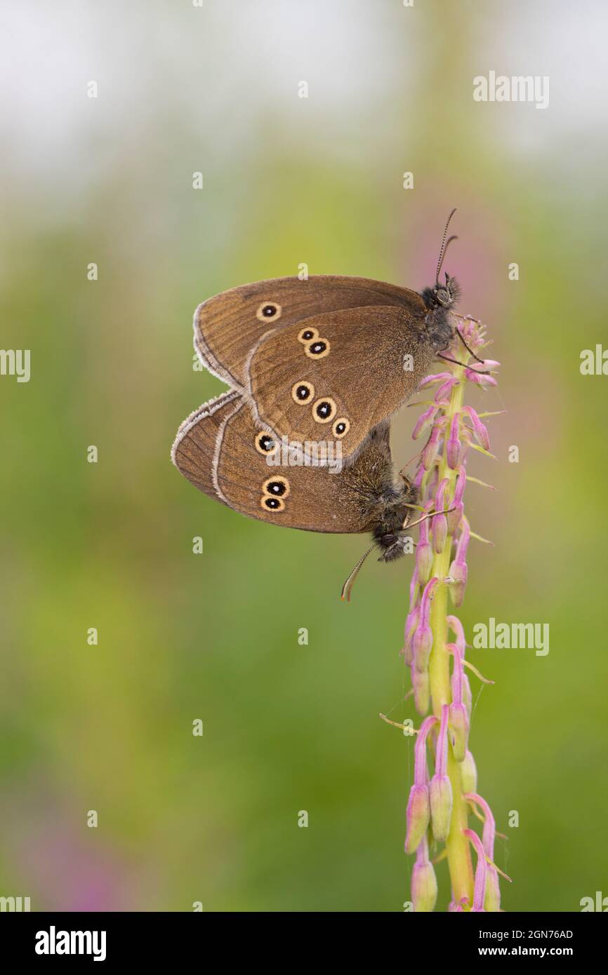 Ringlet butterflies (Aphantopus hyperantus) mating. Powys, Wales. July. Stock Photo
