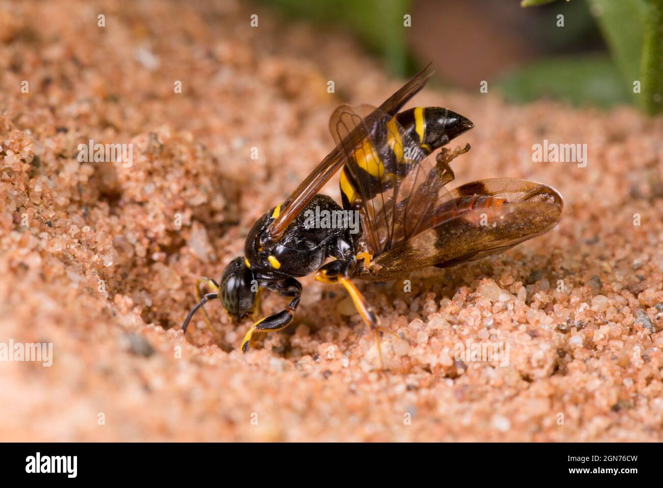 Digger Wasp Gorytes laticinctus female entering her nest in a sandpit carrying prey. Powys, Wales. August. Stock Photo