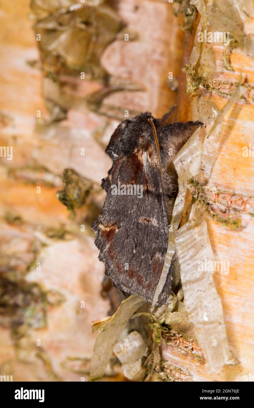 Iron Prominent moth (Notodonta dromedarius) adult resting on birch bark. Powys, Wales. June. Stock Photo