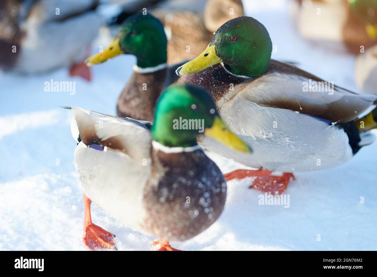 Wild ducks walk on snow in bright sunny winter day Stock Photo