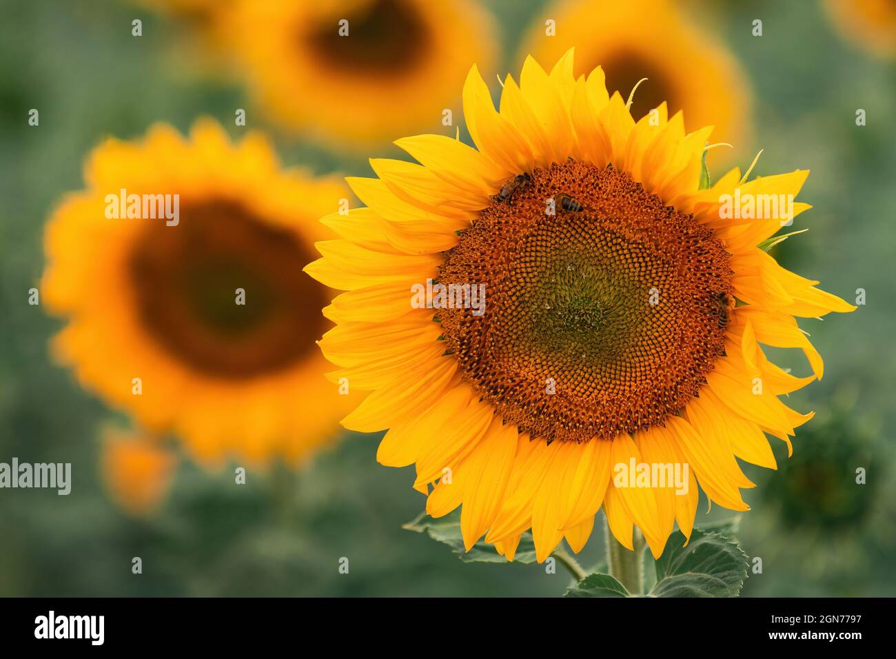Honey bee pollinating blooming sunflower in field, selective focus Stock Photo