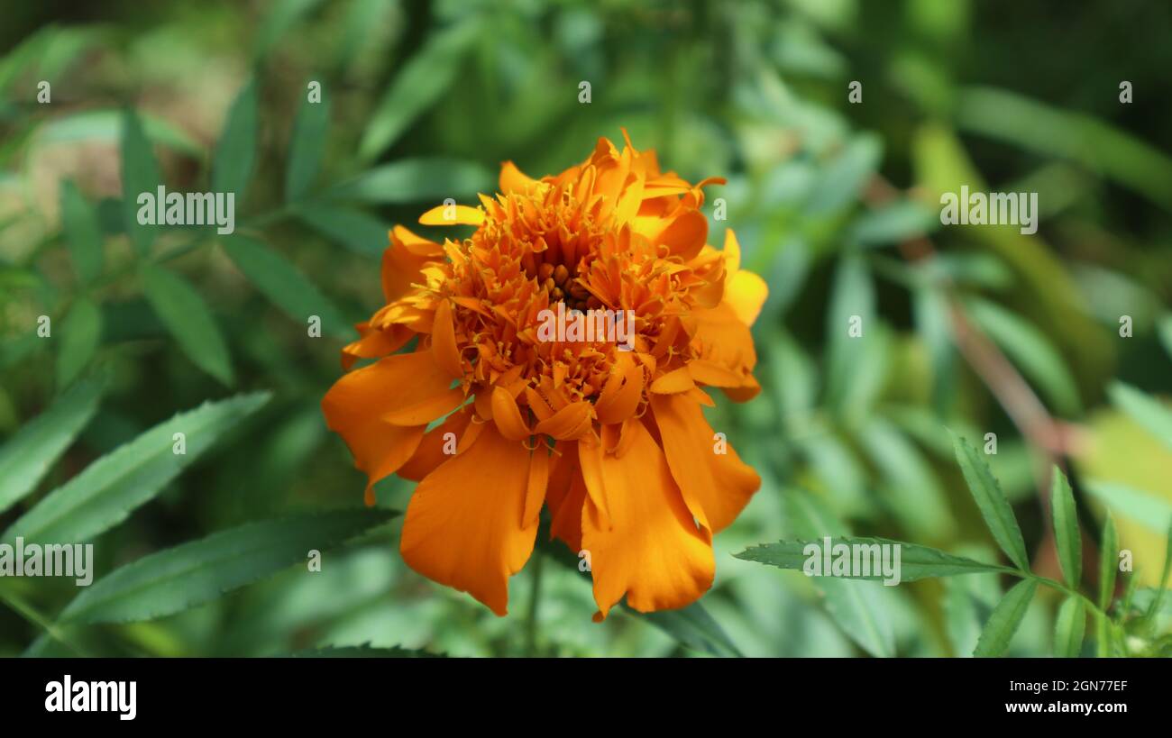 Close up of an orange color French marigold (Tagetes patula) flower in sunlight Stock Photo