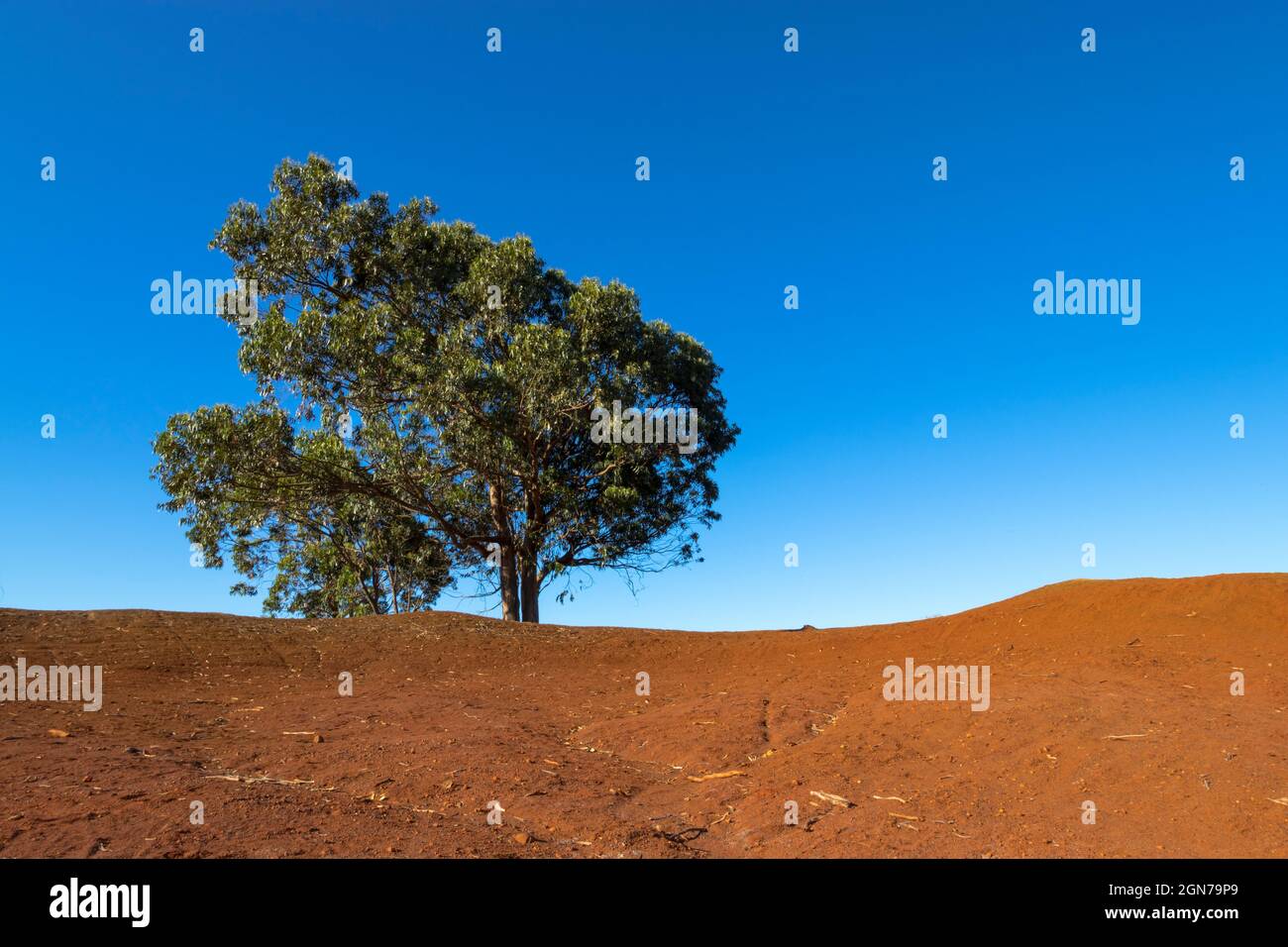 Solitary eucalyptus in the lands of Samarrita, Gran Canaria Stock Photo