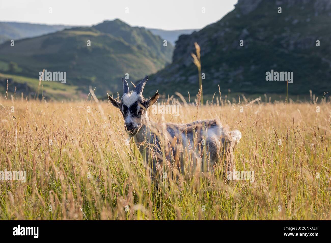 Feral goat grazing in the Valley of the Rocks Lynton Devon England Stock Photo