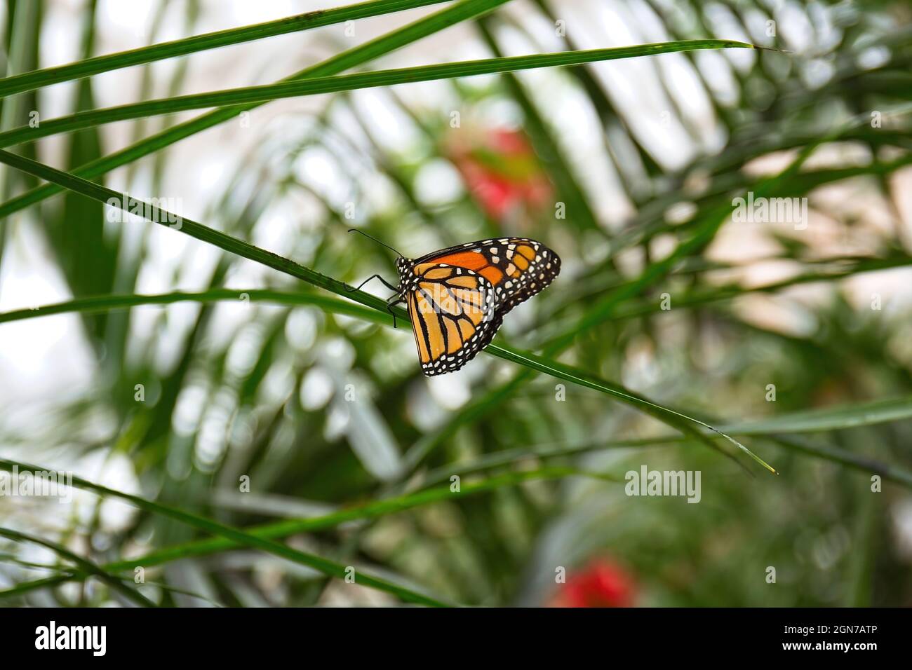 Monarch butterfly on a leaf Stock Photo - Alamy