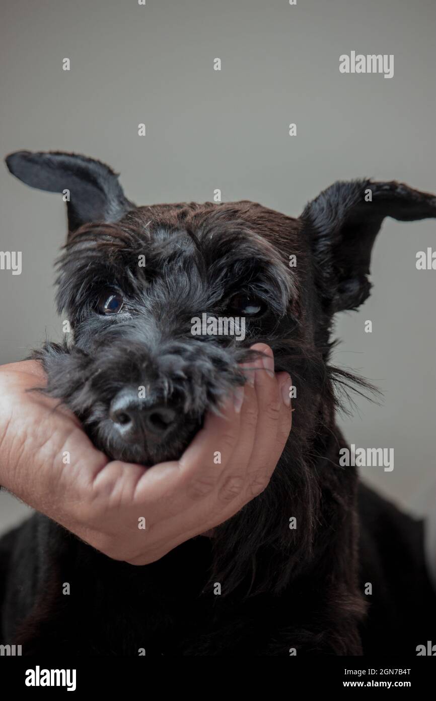 Close-up image of a puppy looking towards the camera while a man's hand grabs his mouth in a funny and amusing way. Animal lover Concept. Stock Photo