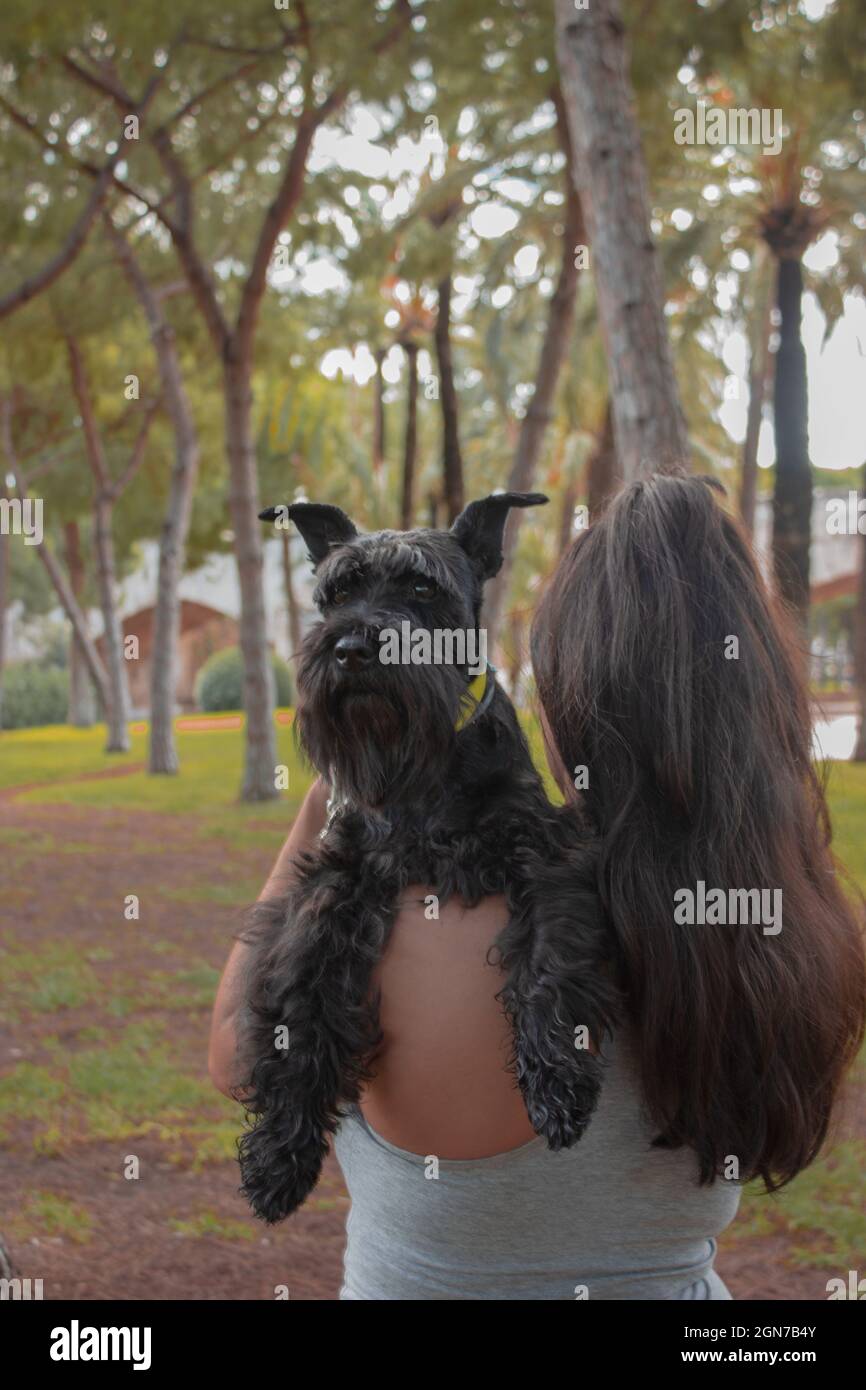 Woman holding her little black dog on her shoulder while walking outdoors in the park. Animal Lover Concept. Stock Photo