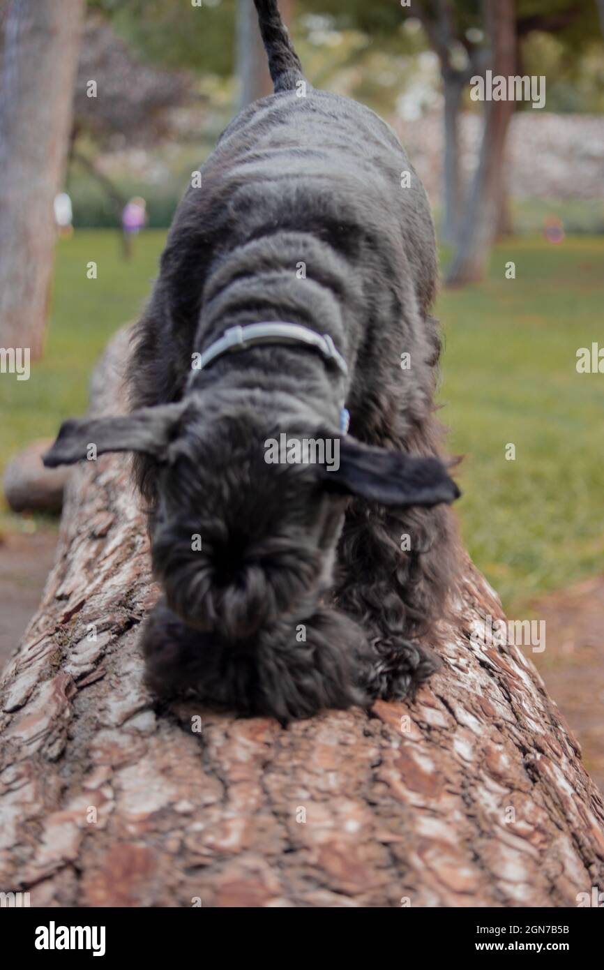 Doggie sniffing on the wooden log outdoor park on a sunny day. Animal Lover. Stock Photo