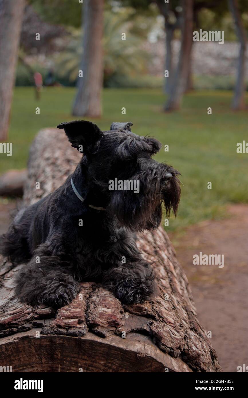 Little dog lying in city park outdoor resting on the wooden log on a sunny day. Stock Photo