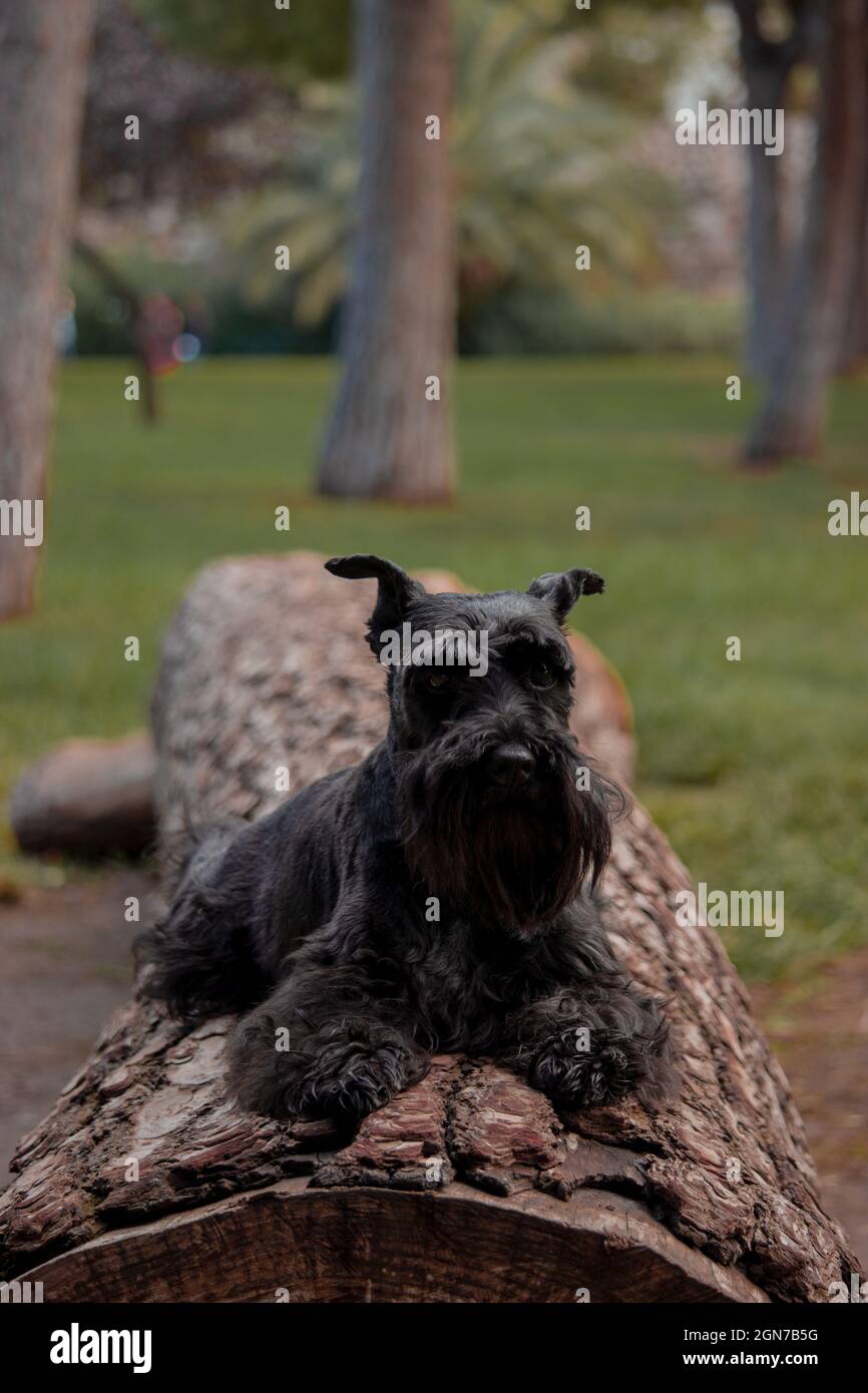Little dog lying in city park outdoor looking towards the camera while resting on the wooden log on a sunny day. Stock Photo