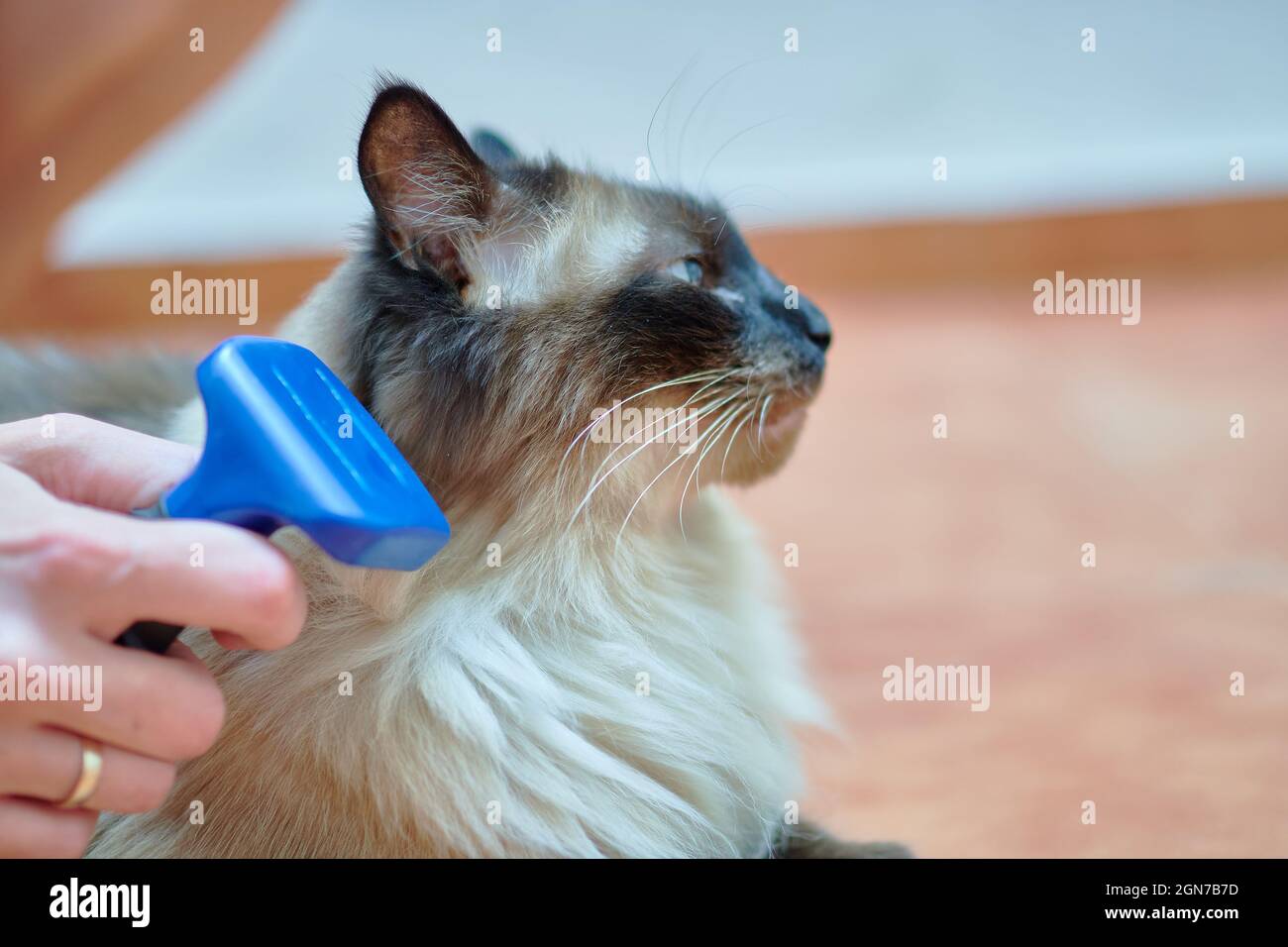 Best brush for siamese cheap cat