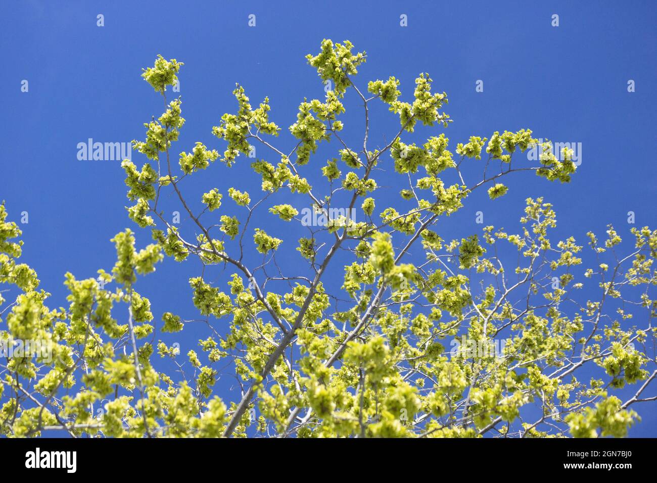 Low angle shot of a tree with green flowering under the blue daylight ...