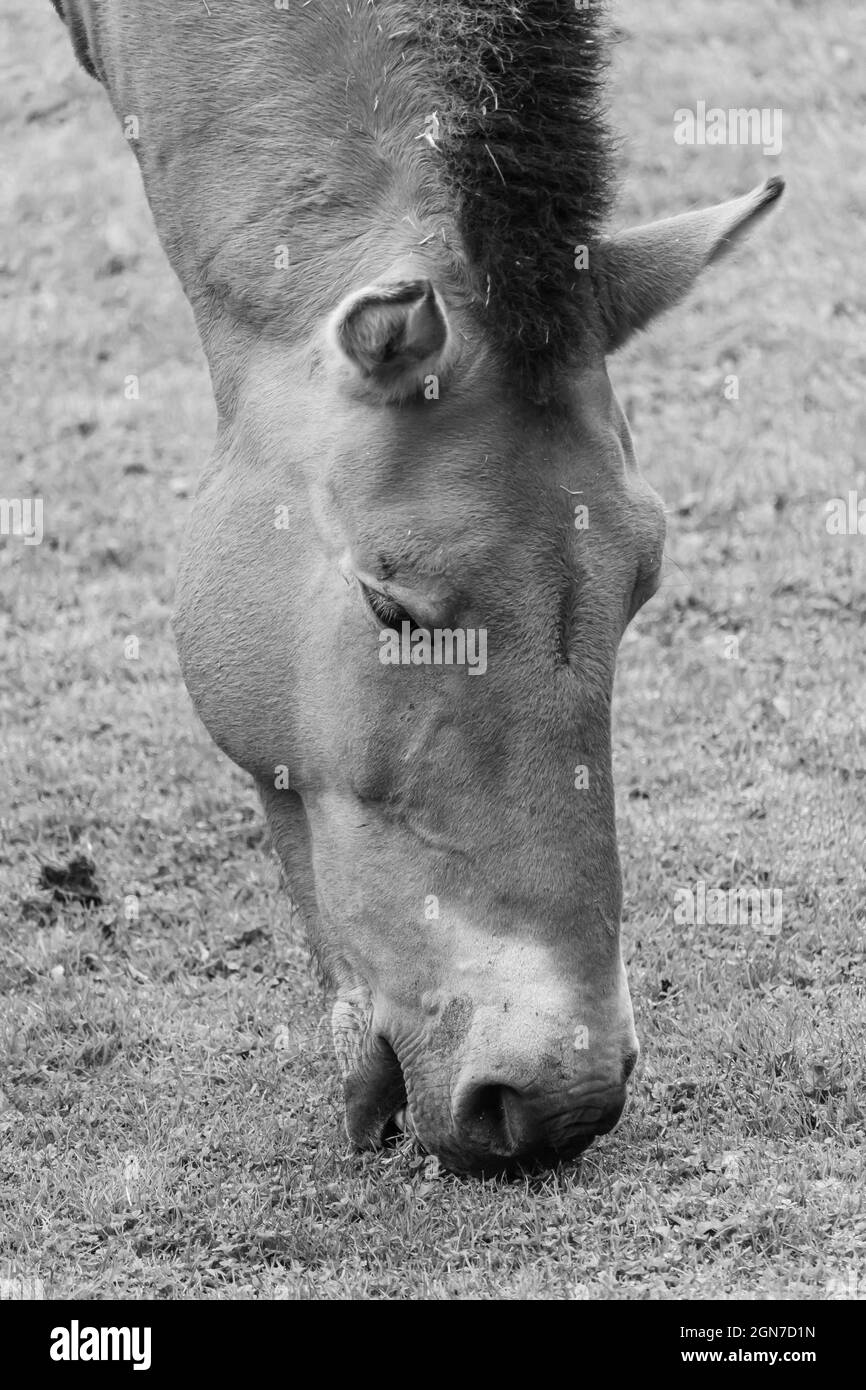 Vertical grayscale closeup shot of a donkey eating grass Stock Photo