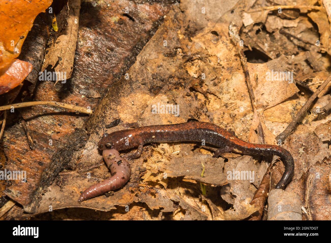 Eastern Redbacked Salamander eating an earthworm (Plethodon cinereus