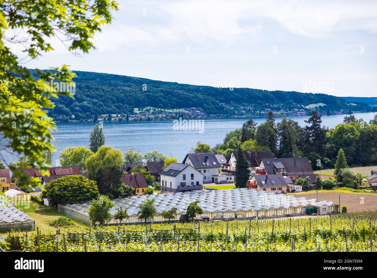 Wine-growing area on the island of Reichenau on Lake Constance, Germany Stock Photo