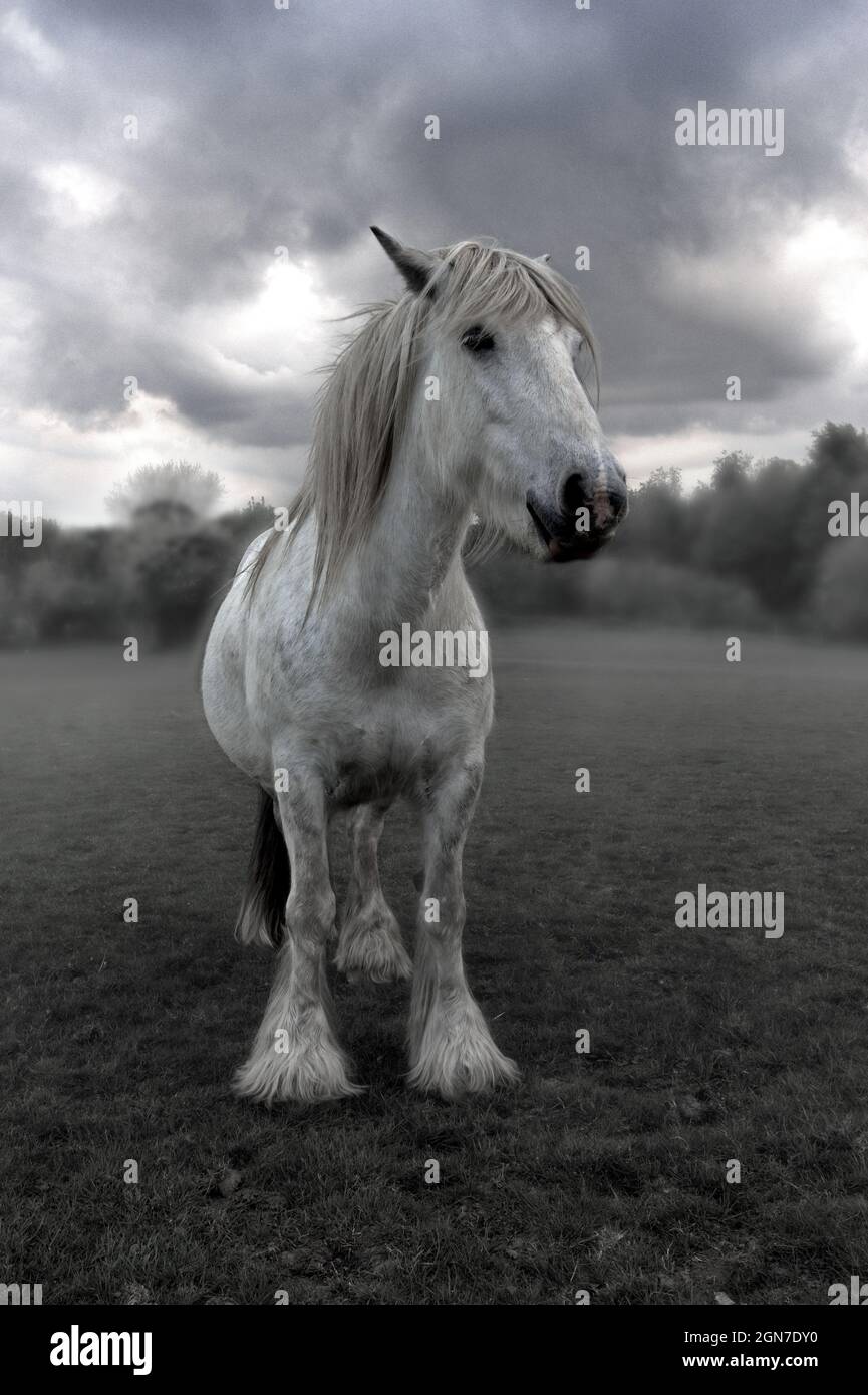 A young friendly cob / horse posing in front of a moody sky, ultra wide angled Stock Photo