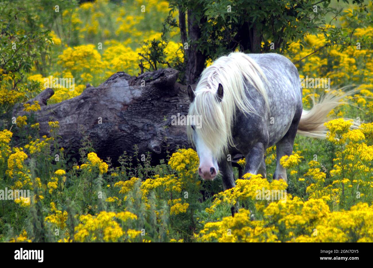 A grazing gray dappled horse in a field with yellow ragwort Stock Photo ...