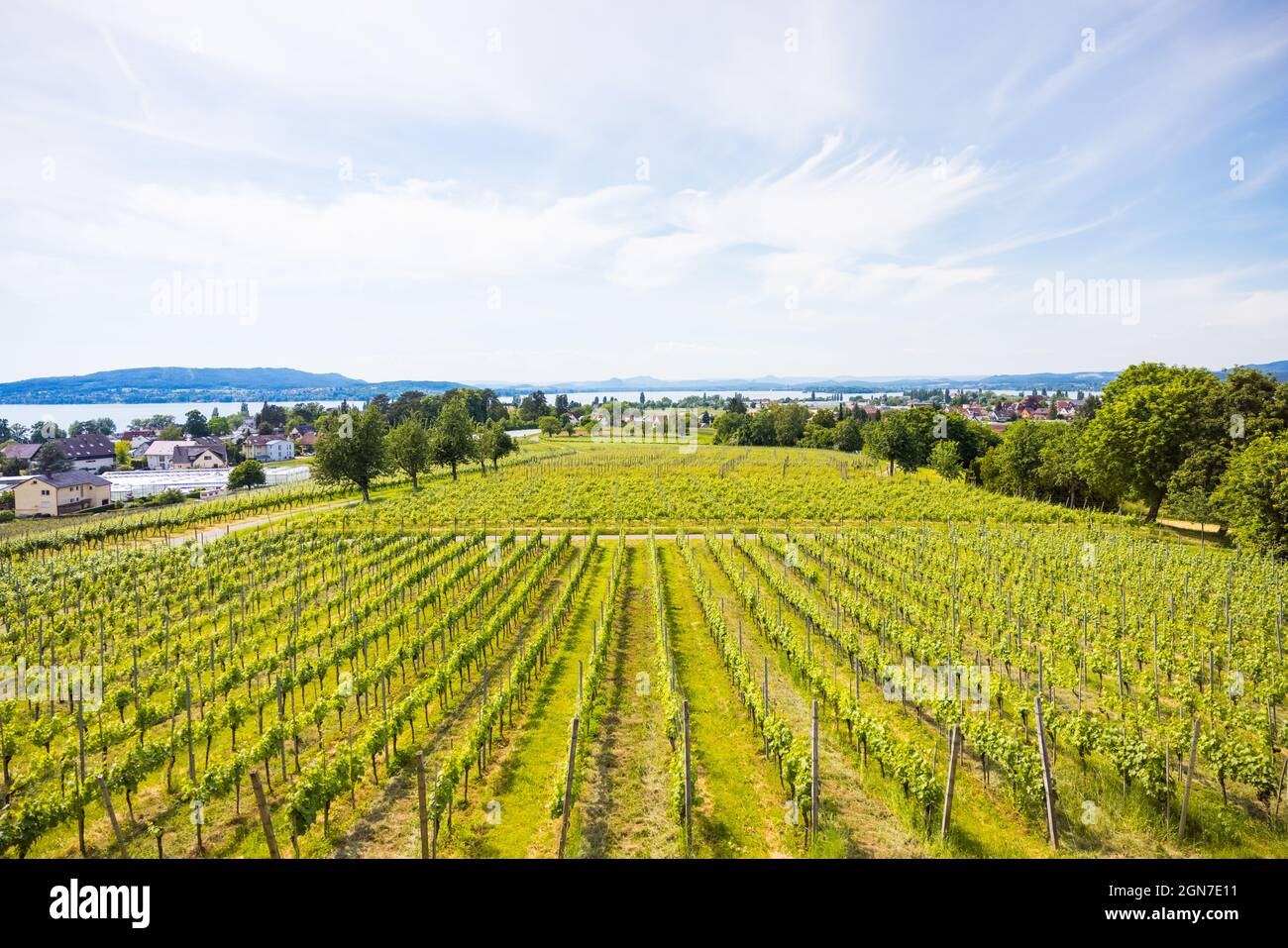 Wine-growing area on the island of Reichenau on Lake Constance, Germany Stock Photo
