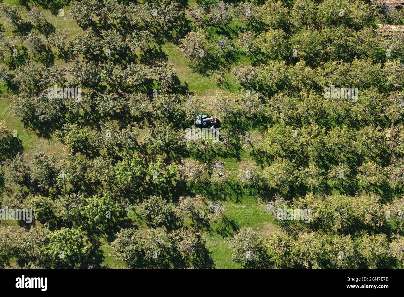 23 September 2021, Hessen, Kelkheim: An apple harvesting machine is on its way between the apple trees of the Schmiehbachtal apple country during the read-out (aerial view with a drone). The association of Hessian cider and fruit juice press houses has started the 2021 pressing season with a press conference. Photo: Arne Dedert/dpa Stock Photo