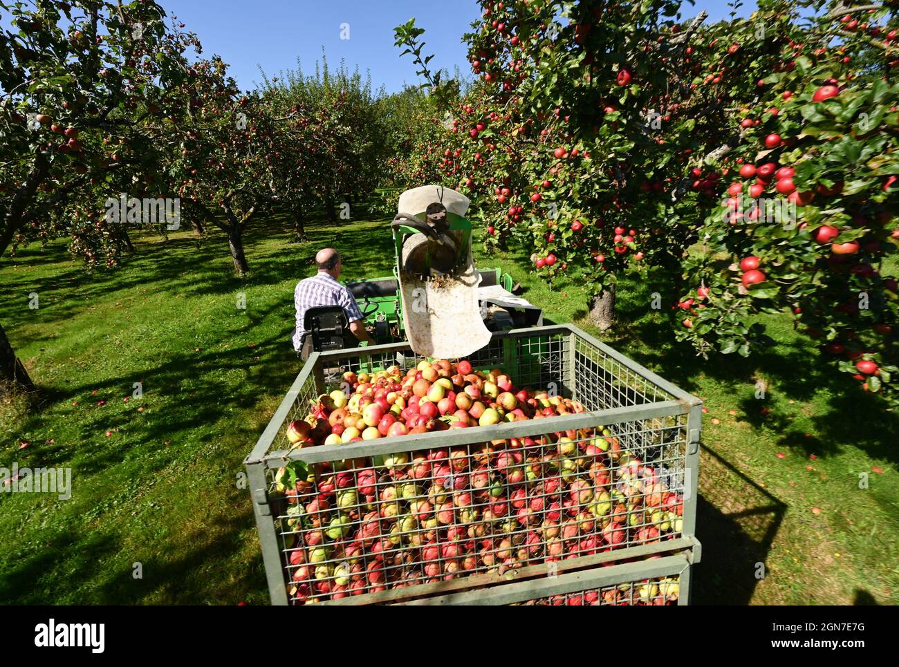 23 September 2021, Hessen, Kelkheim: Heinz Bender drives past trees of the 'Geheimrat von Oldenburg' variety with an apple harvesting machine while reading out over the Schmiehbachtal apple meadow. The association of Hessian cider and fruit juice press houses has started the 2021 pressing season with a press conference. Photo: Arne Dedert/dpa Stock Photo