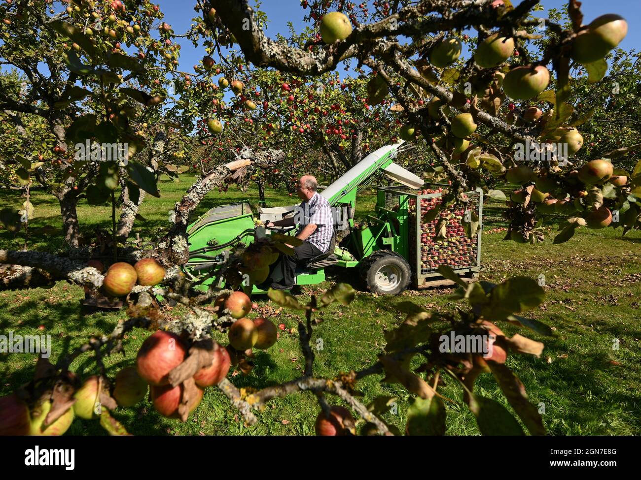 23 September 2021, Hessen, Kelkheim: Heinz Bender drives past trees of the 'Geflammter Kardinal' variety with an apple harvesting machine while reading out over the Schmiehbachtal apple meadow. The association of Hessian cider and fruit juice press houses has started the 2021 pressing season with a press conference. Photo: Arne Dedert/dpa Stock Photo