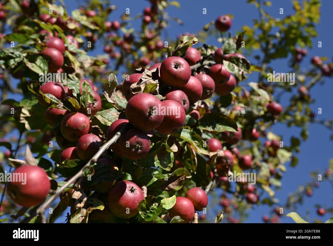 23 September 2021, Hessen, Kelkheim: Apples of the 'Dietzel's Rosenapfel' variety ripen on an apple tree in the Schmiehbachtal apple country orchard. The association of Hessian cider and fruit juice press houses has started the 2021 pressing season with a press conference. Photo: Arne Dedert/dpa Stock Photo