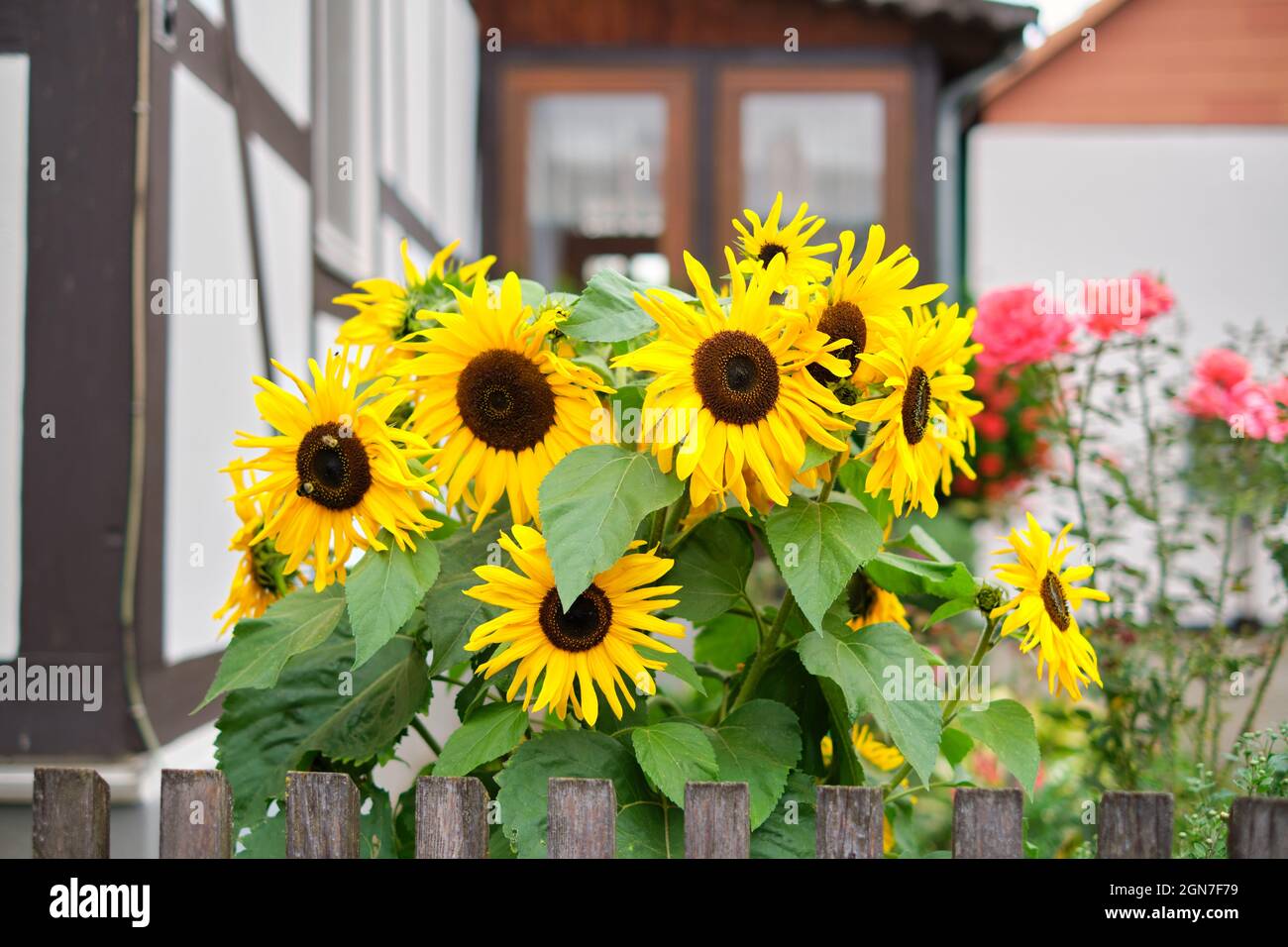 Beautiful sunflowers in a front yard of an old halftimbered house Stock Photo Alamy