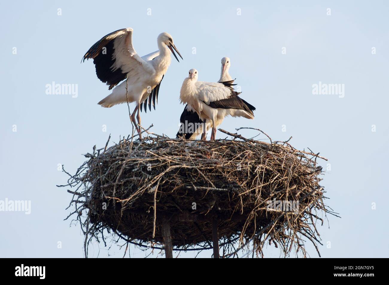 Stork Images Stork with a babies in their nest Stock Photo - Alamy