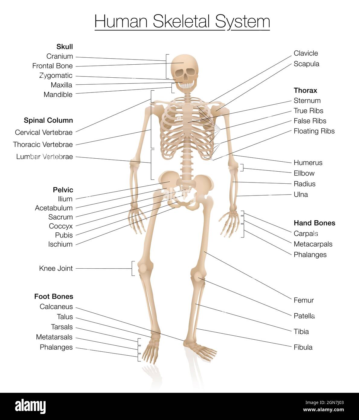 Skeletal system chart. Human skeleton labeled with most important bones like skull, spinal column, pelvic, thorax, ribs, sternum, hand and foot bones. Stock Photo
