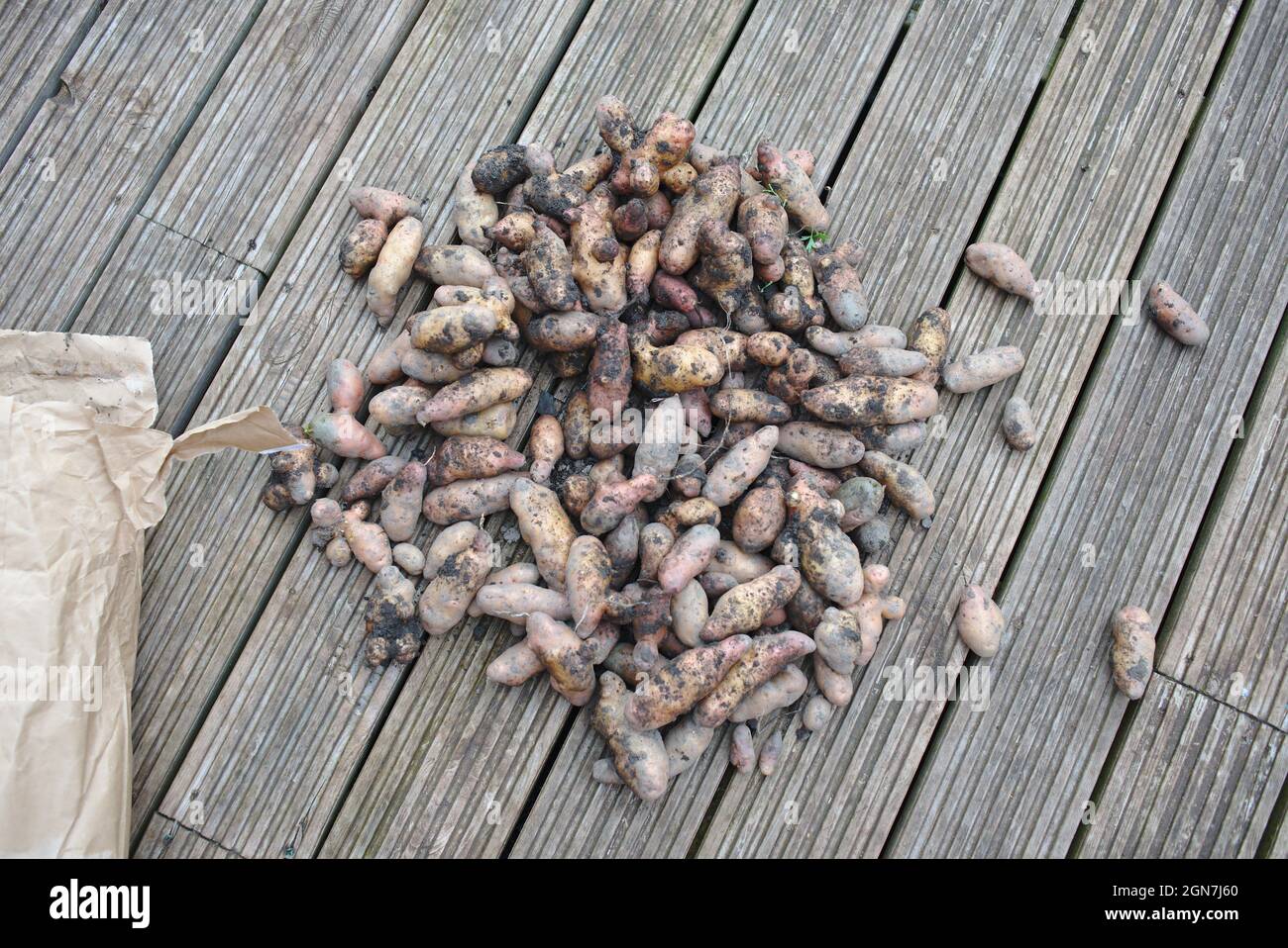 Pink Fir Apple potatoes spread out to dry for storage after being dug up from allotment. Stock Photo