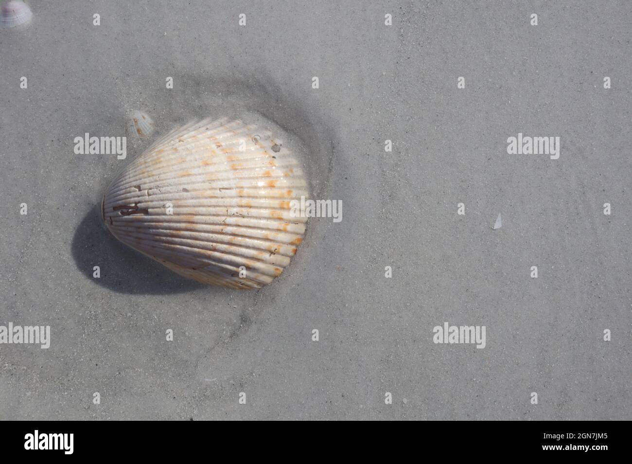 Shell on the beach Stock Photo - Alamy