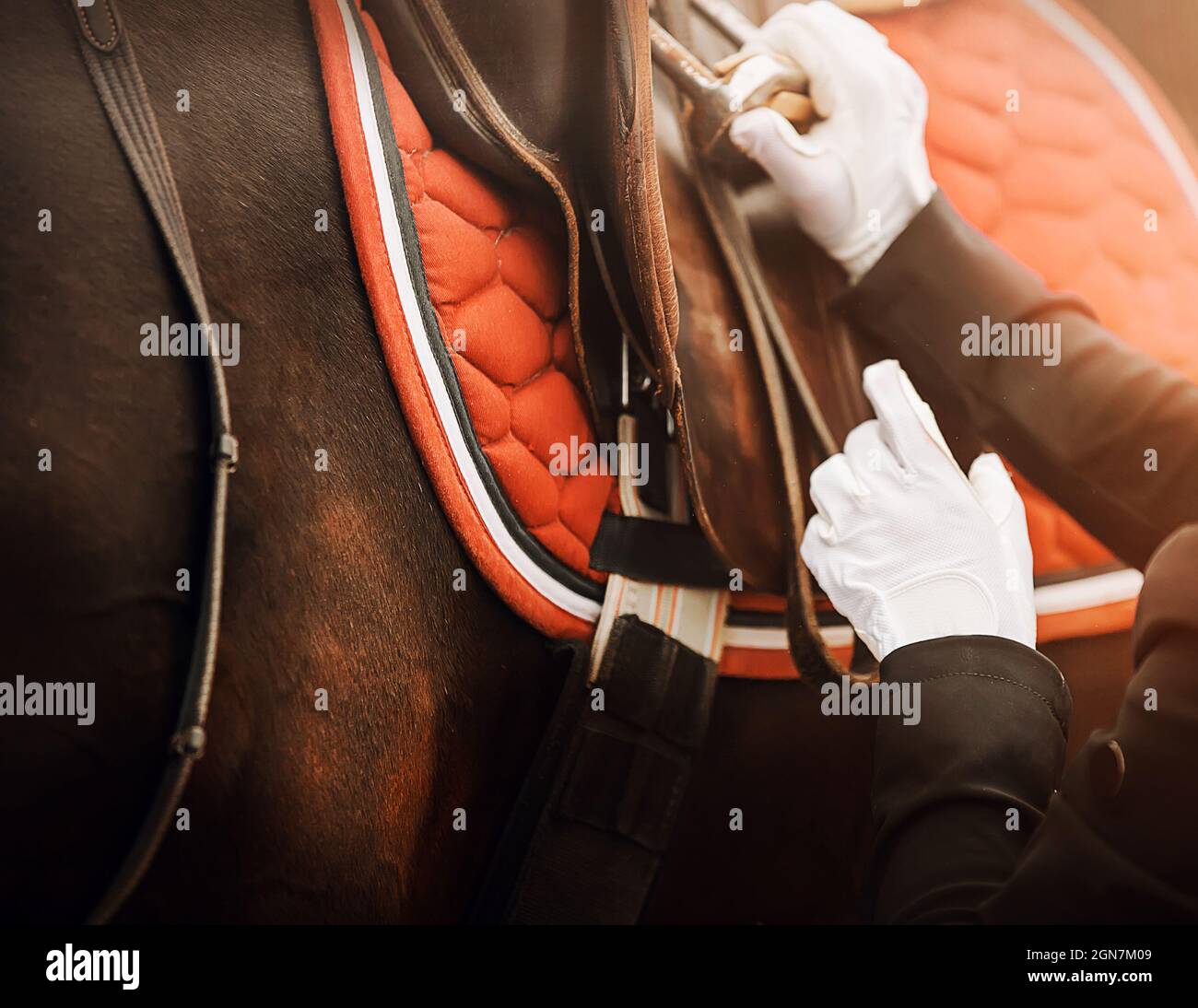 Horse wearing saddle side view hires stock photography and images Alamy