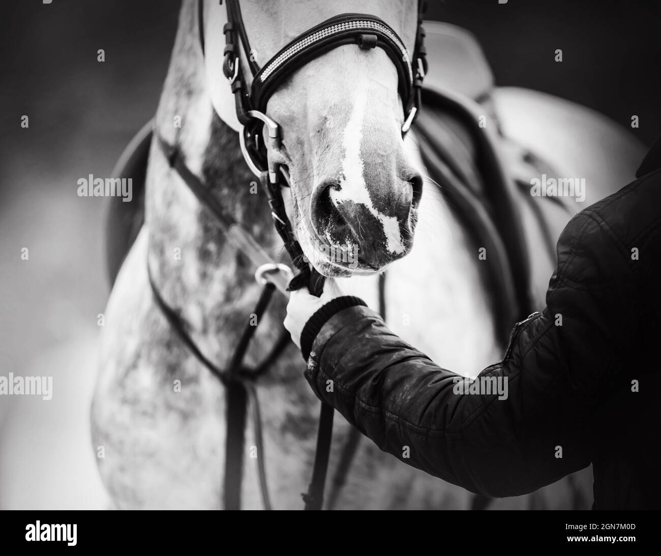 A black-and-white image of a dappled gray horse with a saddle on its back, which is held by a horse breeder by the bridle rein. Equestrian sports. Equ Stock Photo