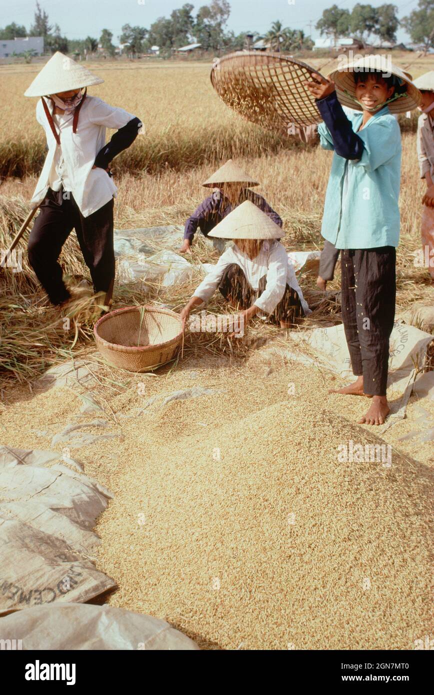 Vietnam. Dong Nai. Agriculture. Traditional farming. Rice harvest. Stock Photo