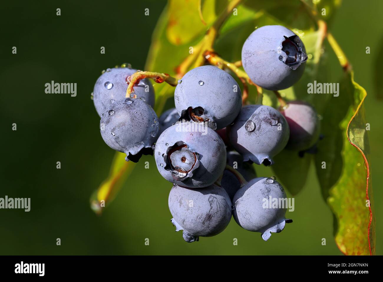 Ripe blueberries on the bush Stock Photo