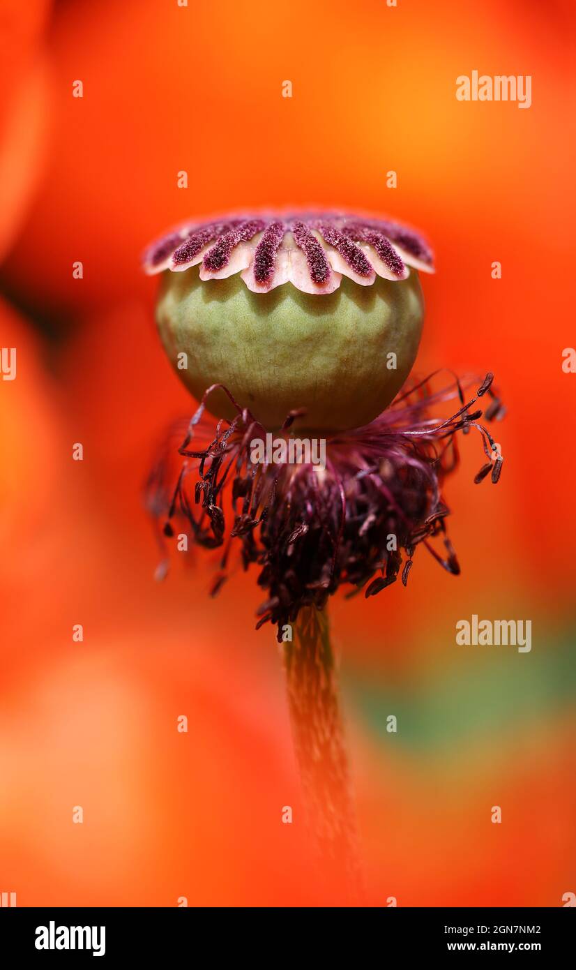 Poppy seed capsule surrounded by red poppy seeds Stock Photo