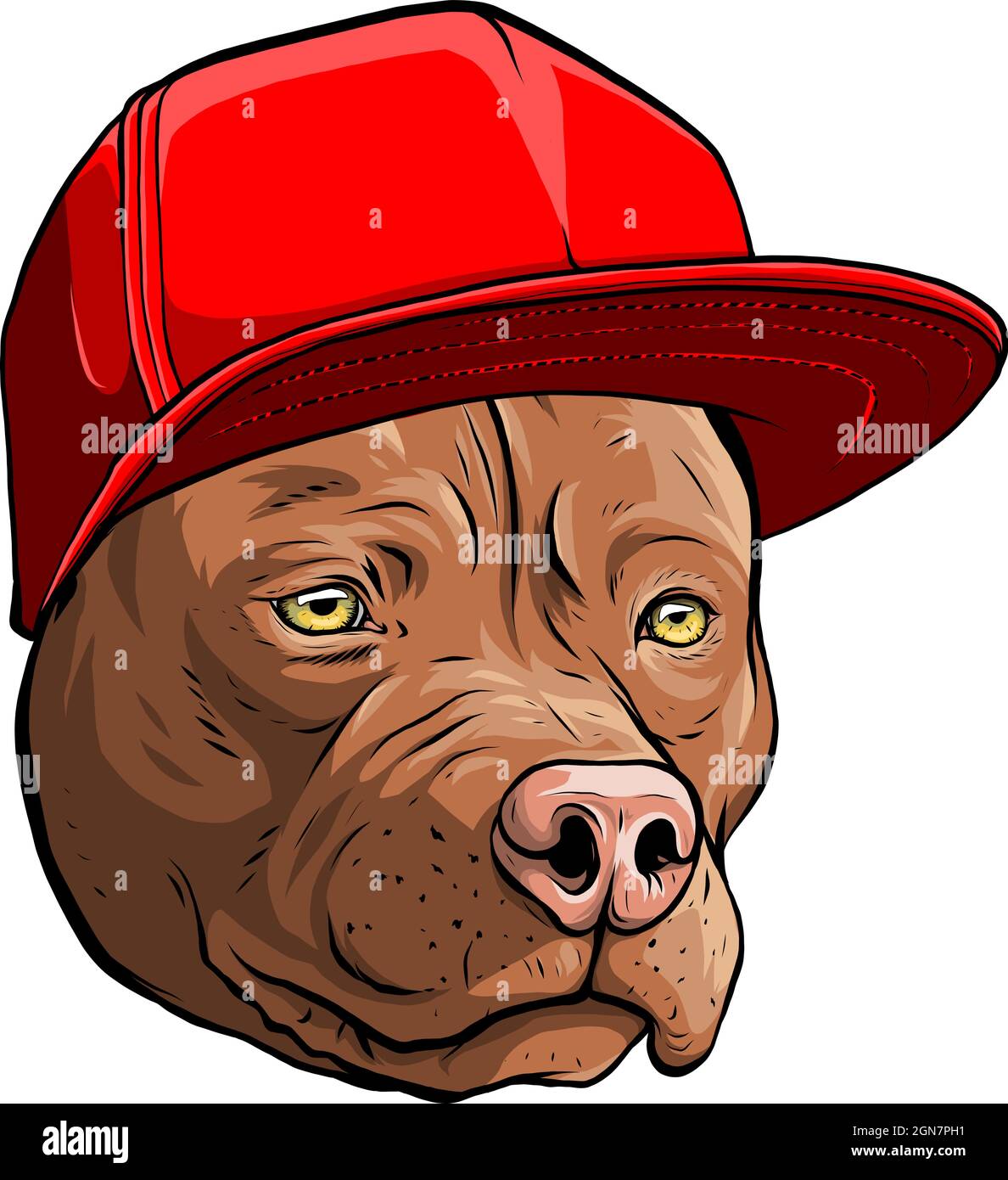 vector illustration of Pitbull dog in cap Stock Vector Image & Art - Alamy