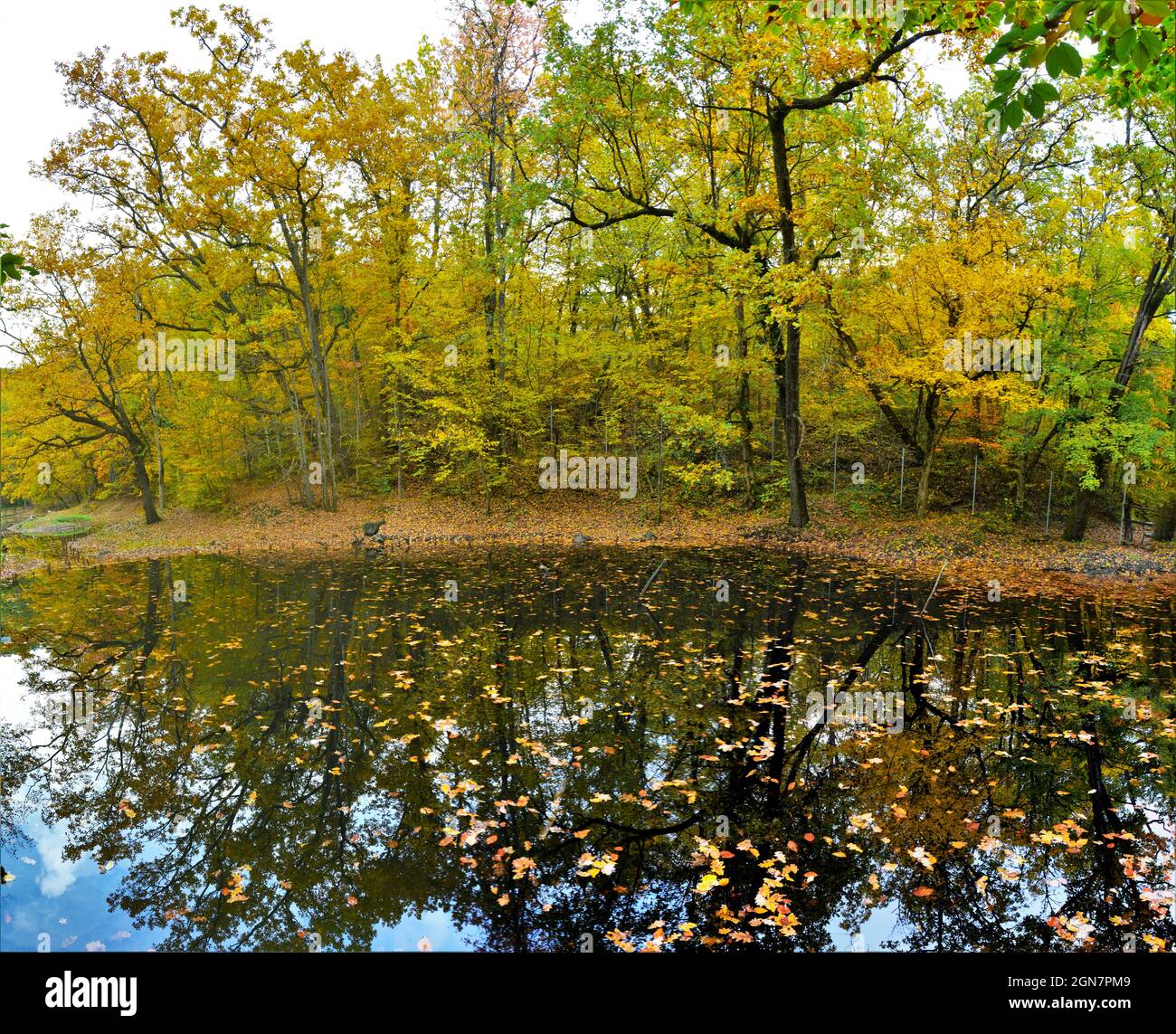 Lake reflecting the surrounding trees in an autumn forest Stock Photo ...