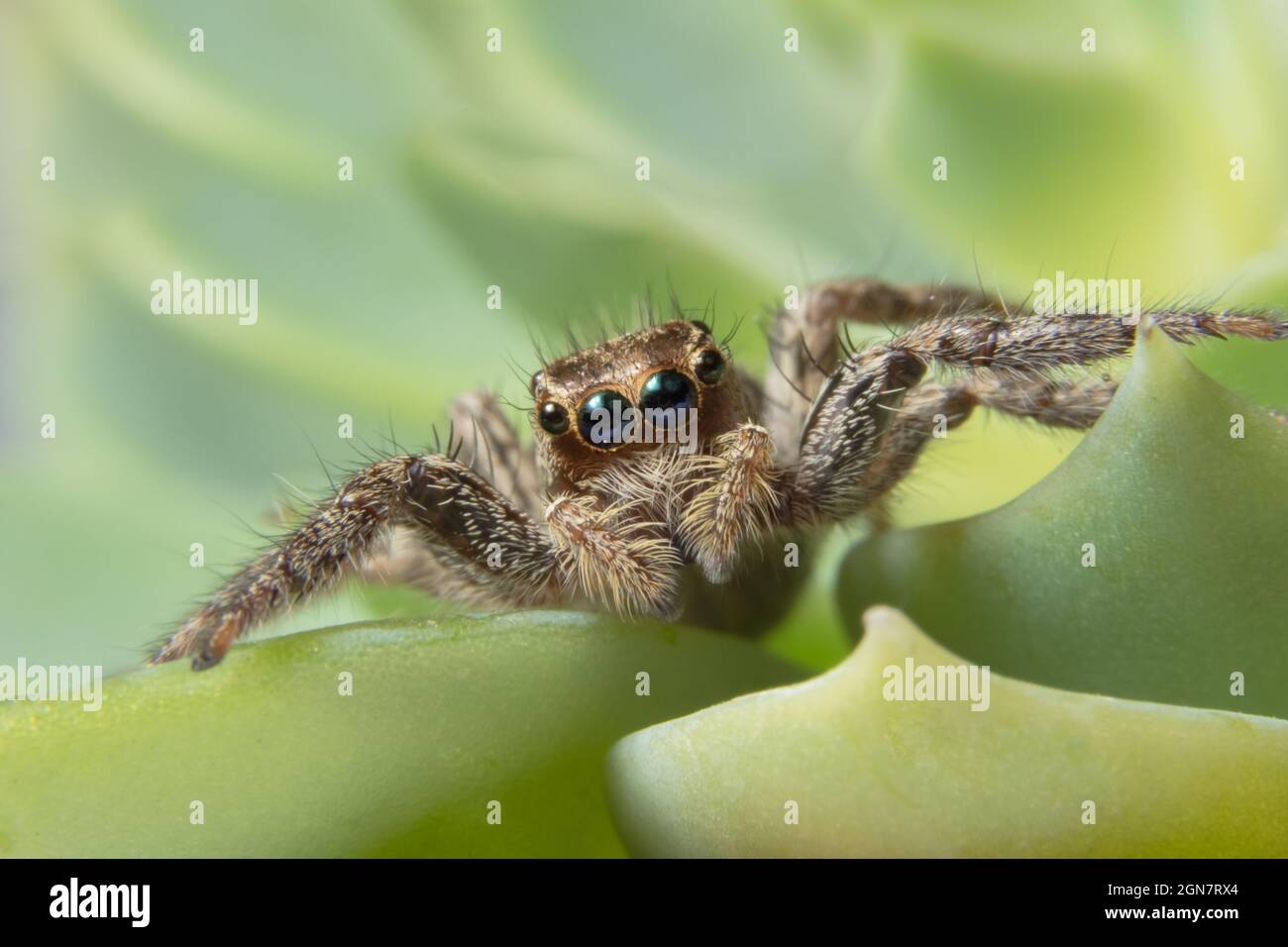 Macro Spider on Leaf Stock Photo - Alamy