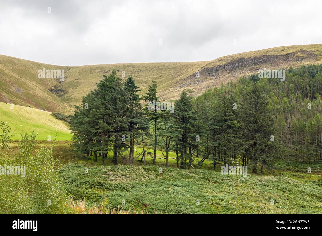 Hills and Forestry at the top of the Garw Valley in south Wales in September. The land here has been reclaimed following the closure of the mines Stock Photo