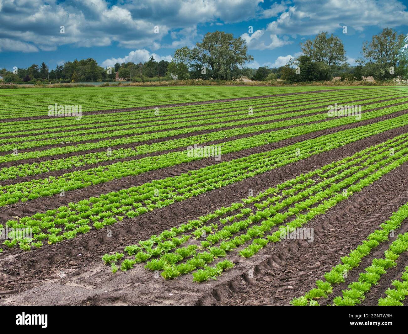 Commercial lettuce cultivation in arable farm fields in Lancashire, England, UK. Lettuce are grown in long, straight rows across the field. Stock Photo