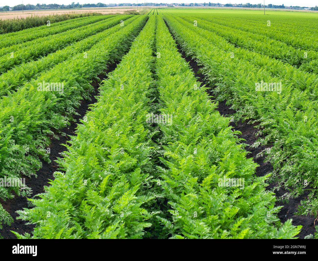 Carrots growing uk hires stock photography and images Alamy