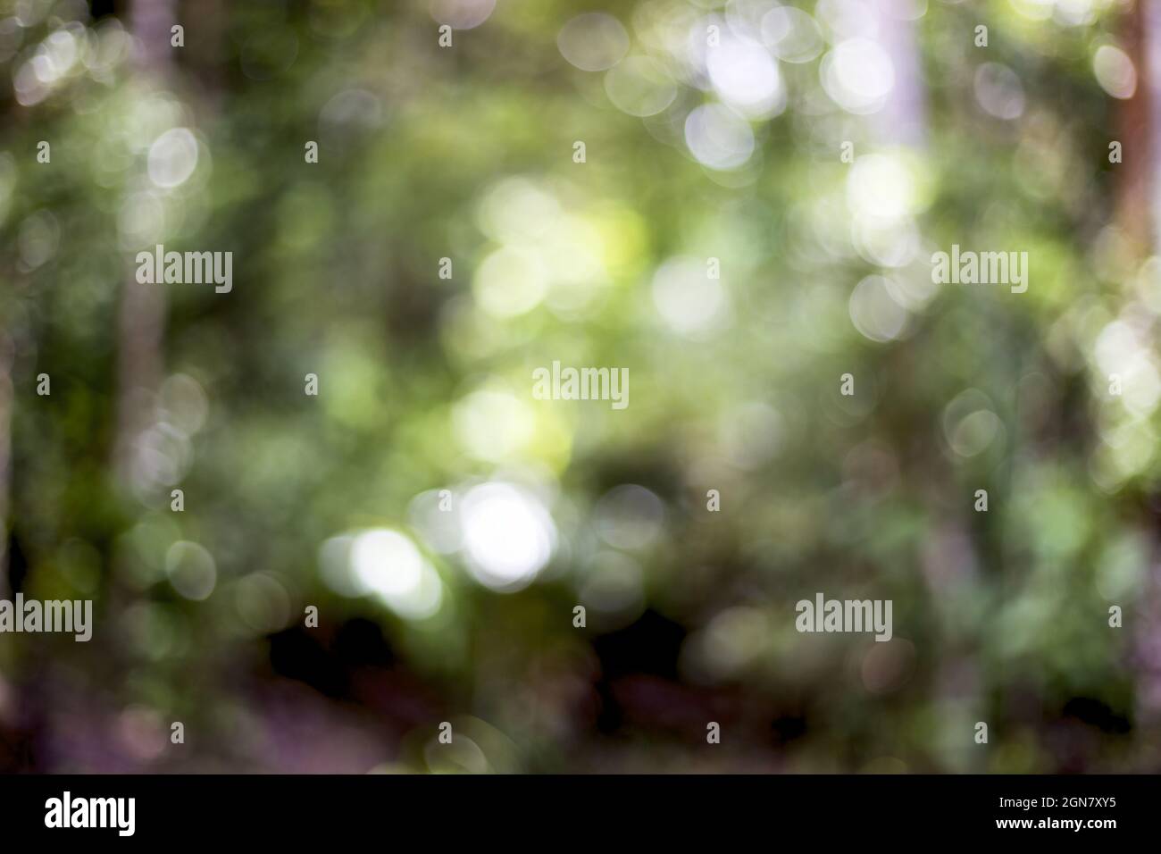 Natural blurred bokeh in Queensland Stock Photo - Alamy