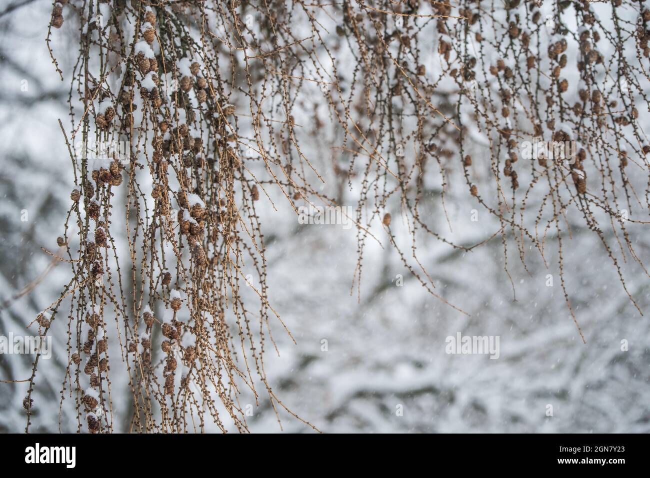 Tree branches with small cones on a winter background Stock Photo