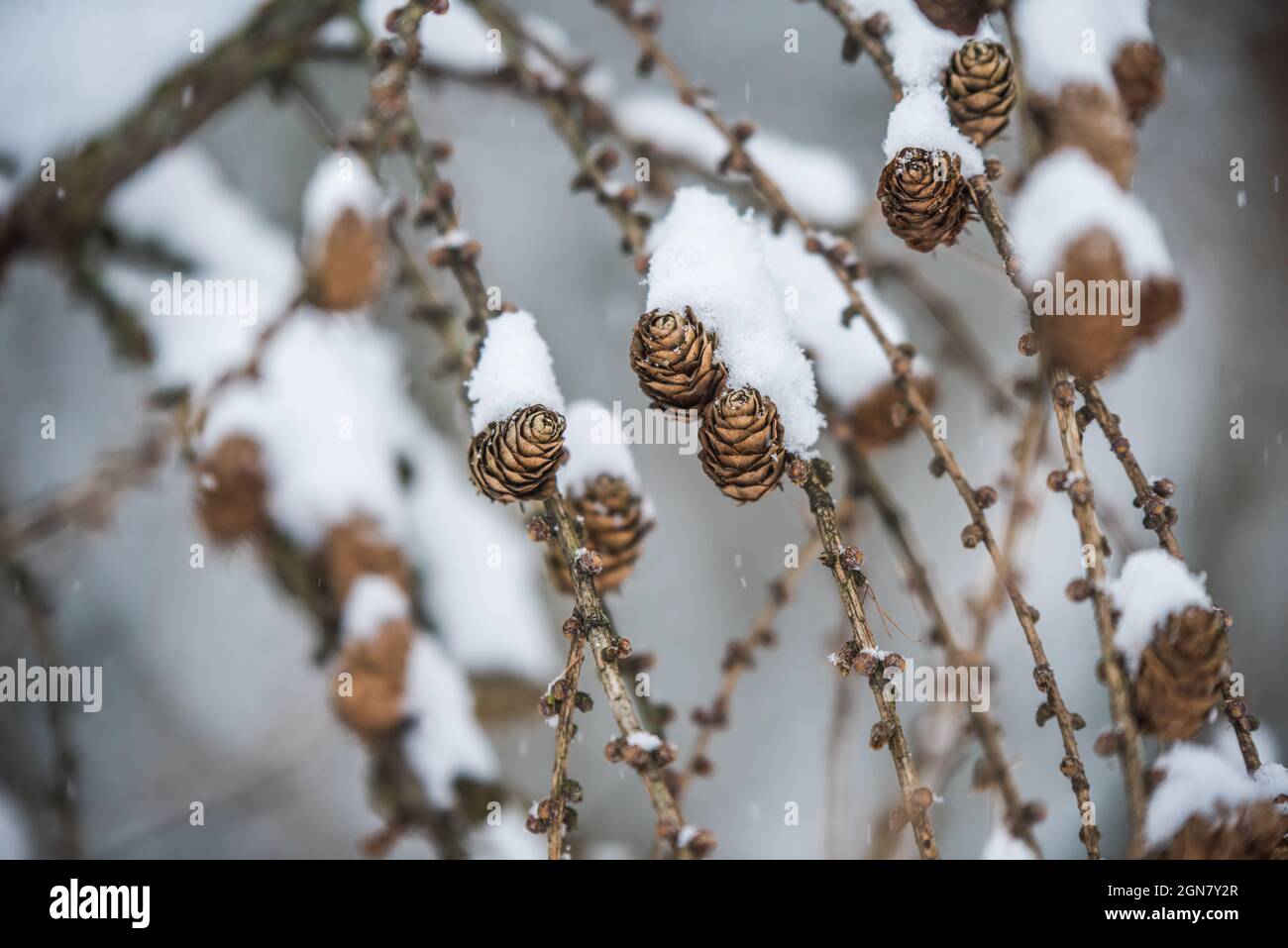 Tree branches with small cones on a winter background Stock Photo