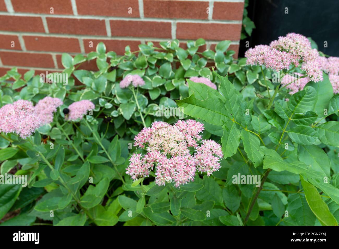 Hylotelephium Telephium flowers blooming in a garden at the end of summer Stock Photo