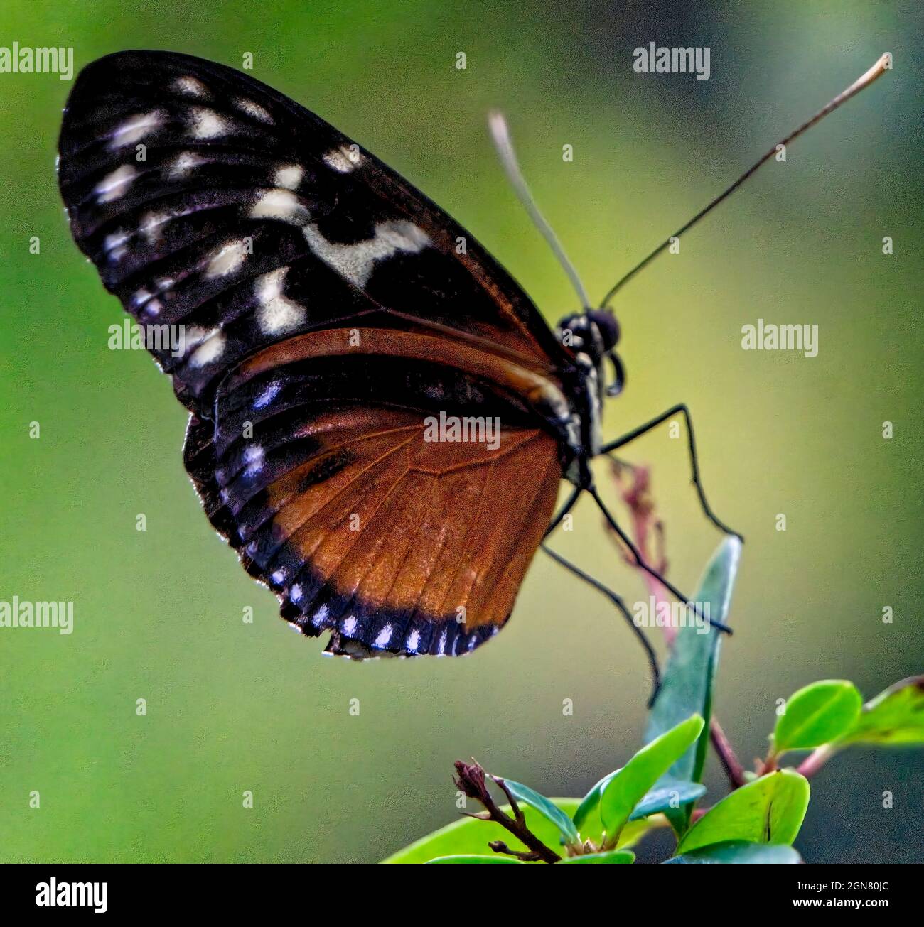 Butterfly Calgary Zoo Alberta Stock Photo Alamy