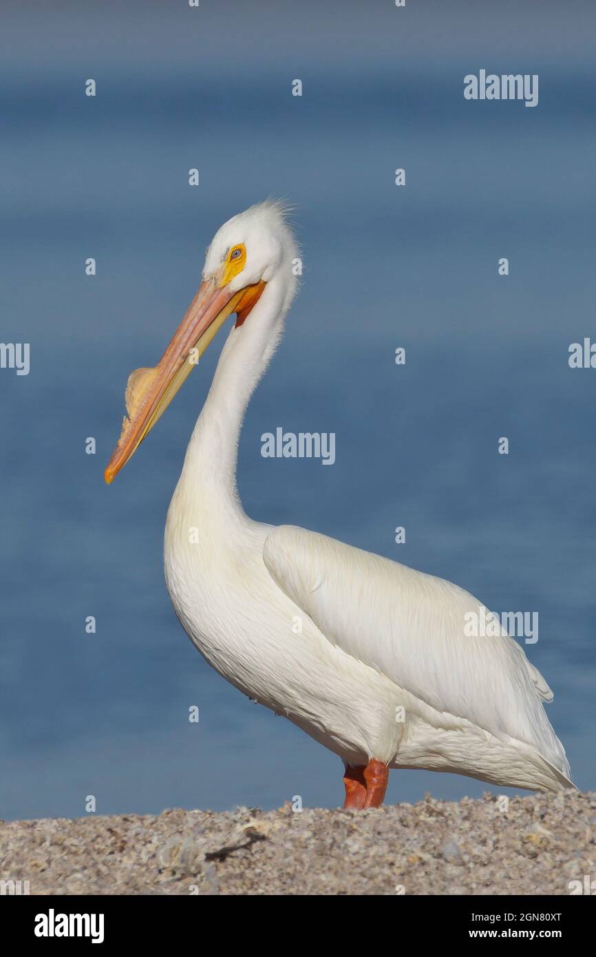 American White Pelican - Pelecanus erythrorhynchos Stock Photo